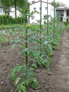 Tomaten zum selber pflÃ¼cken